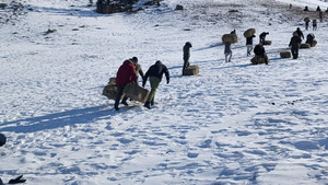Богдхан уул, Манзуширын аманд 100 боодол өвс байршууллаа